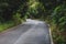 Forest road in Anaga rural park, Tenerife