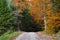 Forest Road in Autumn