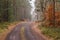 Forest Road in the autumn forest