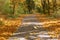 Forest road in autumn leaves, yellowed trees by the road