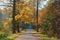 Forest road in autumn leaves, yellowed trees by the road