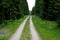 Forest, road, beige, sand, yellow, gravel, dirt, groove, rabbet, metal, steel, grass, spruce, picea, abies, woodland, mountains,