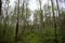 Forest road through a birch grove. The grass is green around tall slender trees. Mighty trees stately row. In the middle