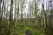 Forest road through a birch grove. The grass is green around tall slender trees. Young trees stately row. In the middle