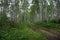 Forest road in the birch grove on a summer day.