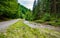 Forest road bordered by river and forest from natural and wild Romania