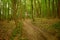 Forest road in the Briukhovychi woods, Lviv, Ukrainian Roztochia