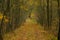 A forest road covered with a layer of dry leaves.