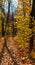 Forest road covered with leaves