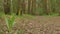 Forest road with dandelions