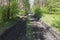 A forest road destroyed by passing heavy machinery and tractors