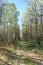 Forest road in early autumn. Trees wall stand to the left and right of the road.