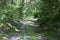 forest road for jogging or cycling in the sun