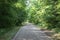 forest road for jogging or cycling in the sun