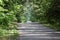 forest road for jogging or cycling in the sun