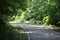 forest road for jogging or cycling in the sun