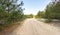 Forest road, landscape. The path through the forest. A park. Outdoor recreation. Nature.