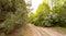 Forest road, landscape. The path through the forest. A park. Outdoor recreation. Nature.