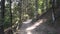 Forest road leading to observation terrace at top of Valla Canyon, Kastamonu Turkey