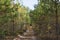 Forest road in the middle of young green pines. A path in a coniferous forest