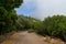 Forest road in the neighborhood of the small town of La Orotava.