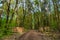 A forest road with piles of sawn trunks along the sides of the road in the spring. Forest clearing after a fire. Sunny day. Hessen