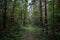 Forest road. Pine forest. Deciduous trees. Green grass. Rowan