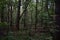 Forest road. Pine forest. Deciduous trees. Green grass. Rowan