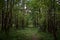 Forest road. Pine forest. Deciduous trees. Green grass. Rowan