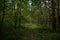 Forest road. Pine forest. Deciduous trees. Green grass. Rowan