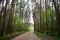 Forest road through a pine forest. The grass is green near tall slender trees. In the middle