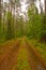 Forest Road on a Rainy Day