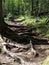 Forest Road. The road from the roots into the depths of the taiga. Siberian patterns of nature., Irkutsk. Siberia