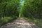 Forest road in spring, dirt road with fresh green acacia trees