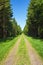 Forest road with spruce trees lined