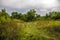 Forest road summer green nature old far