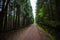 Forest road on a sunny summer day