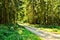 A forest road in a thicket of trees on a sunny day full of growing vegetation and trees.