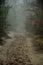 A forest road in a thicket of trees on a sunny day full of growing vegetation and trees.