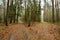 A forest road in a thicket of trees on a sunny day full of growing vegetation and trees.