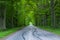 Forest road trees along at the countryside, car tyre tyres` traces tracks on the road, forest tree shadow