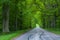 Forest road trees along at the countryside, car tyre tyres` traces tracks on the road, forest tree shadow