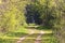 Forest road between trees. In the end, there is a woman walking away