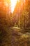 Forest road under sunset sunbeams. Lane running through the summer deciduous forest at dawn or sunrise.