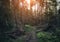 Forest road under Tall spruce-trees, slope of the hill covered by orange earth under overcast sky. Fir forest with high trees in