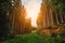 Forest road under Tall spruce-trees, slope of the hill covered by orange earth under overcast sky. Fir forest with high trees in