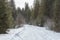 Forest road in the winter Carpathian Mountains. The path to the highest mountain of Ukraine-Hoverla