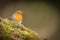 Forest robin on green