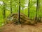 Forest with rock outcrops, landscape park Dovbush rocks. Carpathians, Ukraine