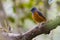 Forest Rock Thrush, Monticola sharpei